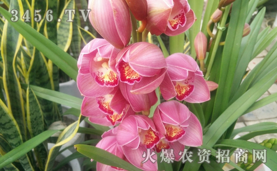 大花蕙兰怎么浇水，大花蕙兰几天浇一次水