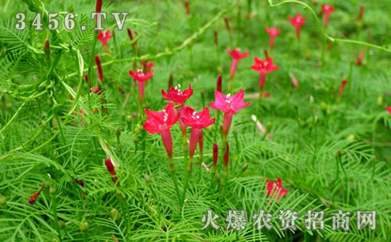 茑萝什么时候种植好