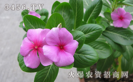 长春花盆栽怎么养