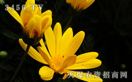 金盏菊的常见病虫害，金盏菊常见病虫害的防治方法