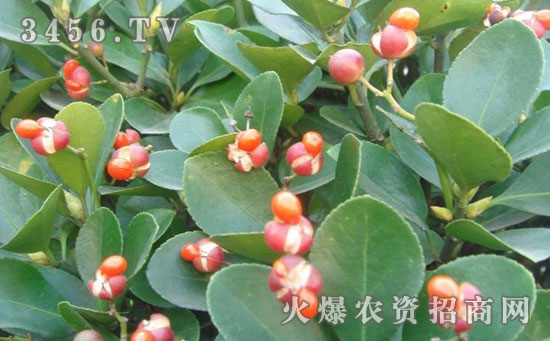 毛冬青是什么 毛冬青功效作用