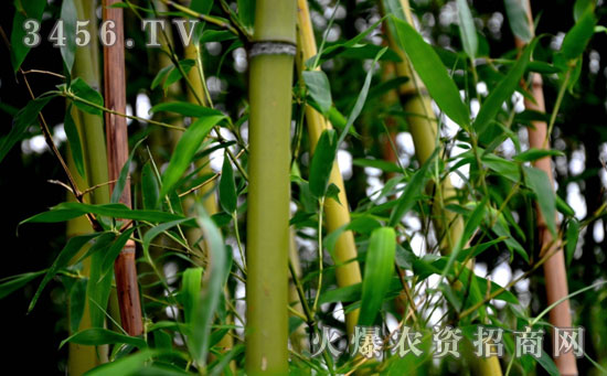 竹子的种类以及竹子的风水作用