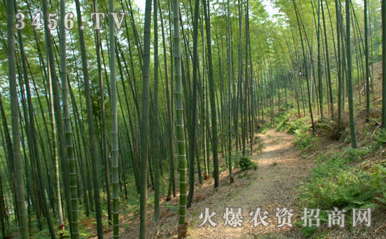 竹子的种类以及竹子的风水作用