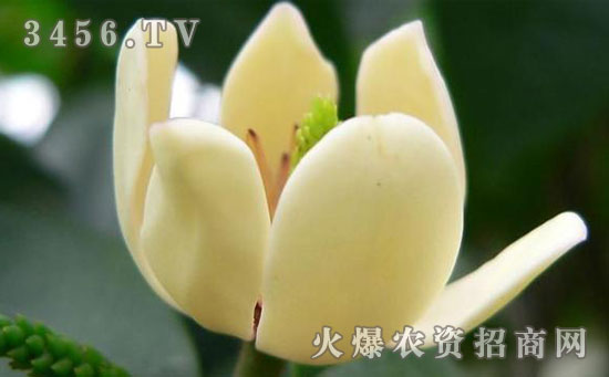 含笑花怎么浇水