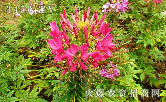 醉蝶花怎么浇水，醉蝶花几天浇一次水