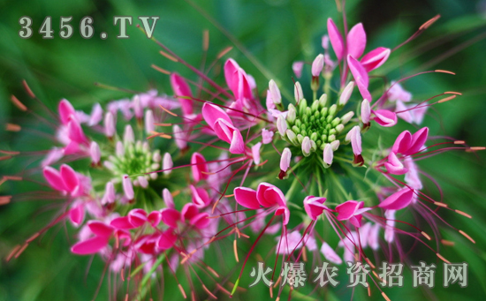 醉蝶花怎么浇水，醉蝶花几天浇一次水