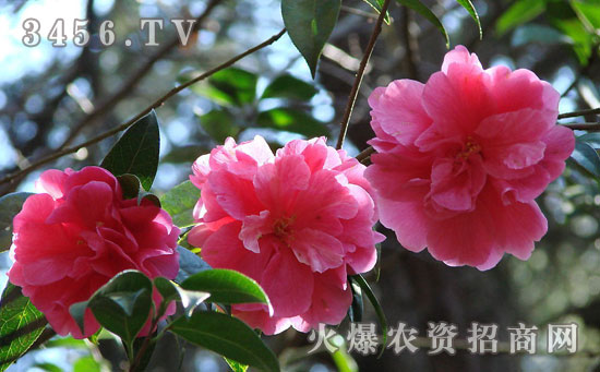 山茶花怎么浇水