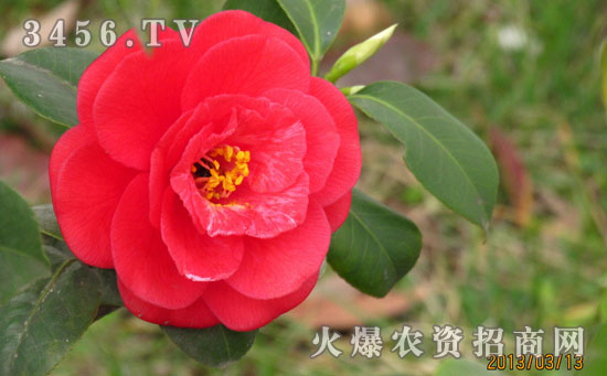 山茶花怎么浇水