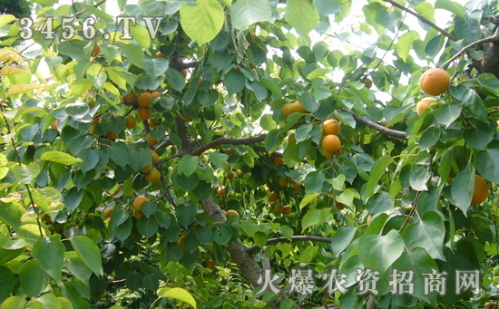 美国杂交杏李的栽培方法