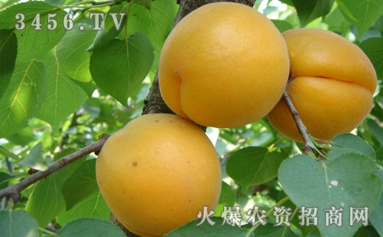 美国杂交杏李的栽培方法