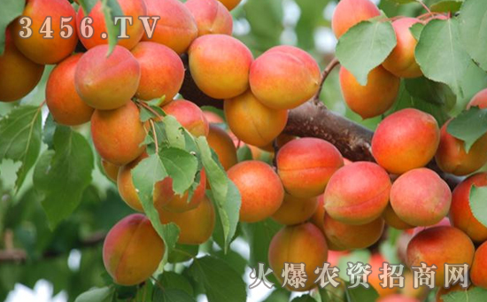 栽培杏树有何社会效益和经济意义
