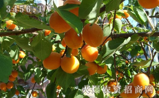 栽培杏树有何社会效益和经济意义