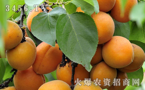 杏树如何早期丰产，杏树早期丰产的养殖方法