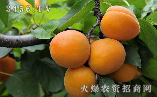 杏树如何早期丰产，杏树早期丰产的养殖方法