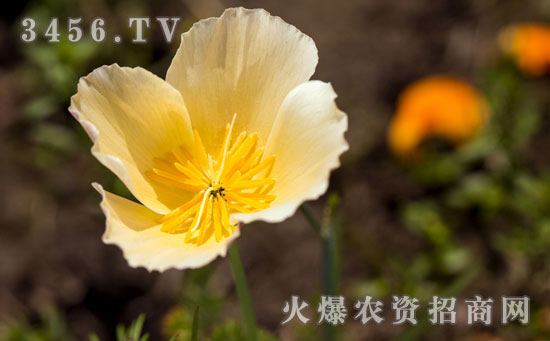 花菱草种子什么时候播种好
