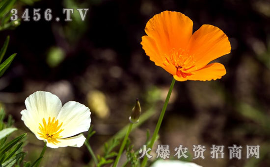 花菱草种子什么时候播种好