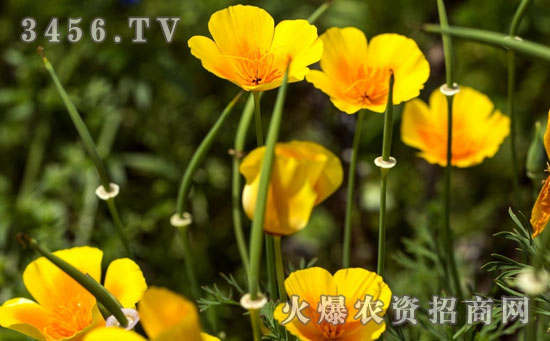 花菱草种子什么时候播种好
