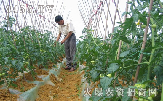 能不能把植物生长调节剂当肥料施用