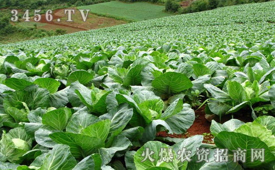 能不能把植物生长调节剂当肥料施用