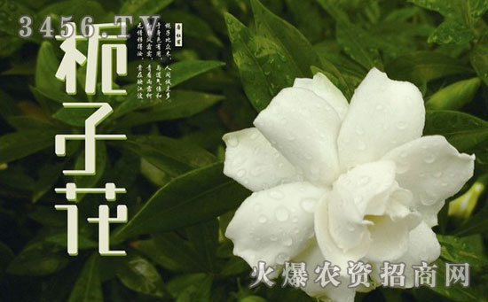 栀子花冬天落叶吗