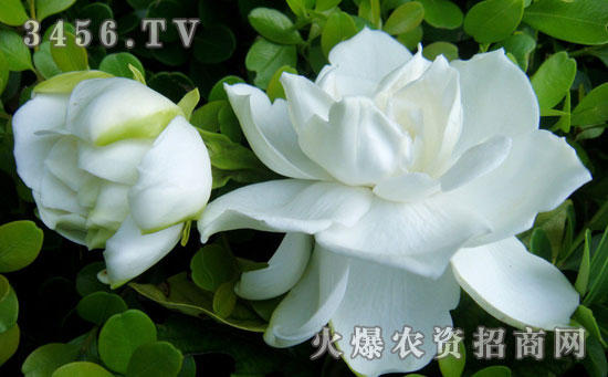 栀子花黄叶怎么回事