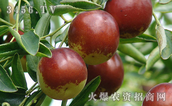 优质枣品种七月鲜枣怎么样，七月鲜枣的栽培方法