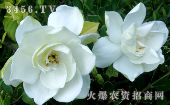 栀子花能吃吗