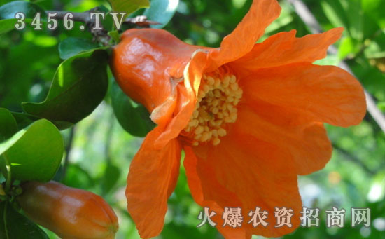 石榴花怎么繁殖