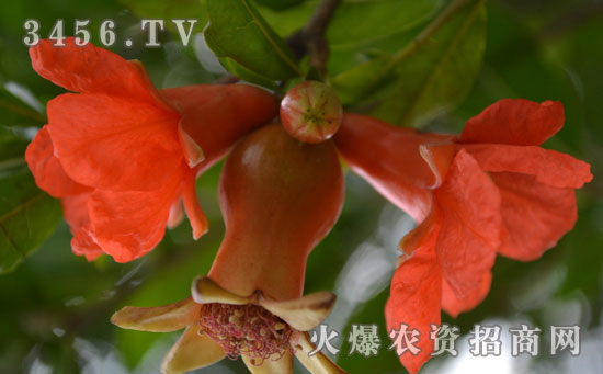 石榴花怎么繁殖