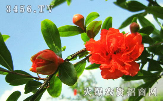 小石榴怎么养多开花