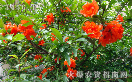 小石榴怎么养多开花