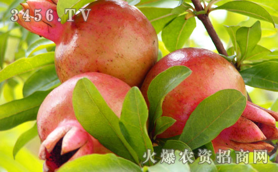 石榴花期有多长