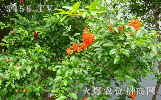石榴籽能吃吗