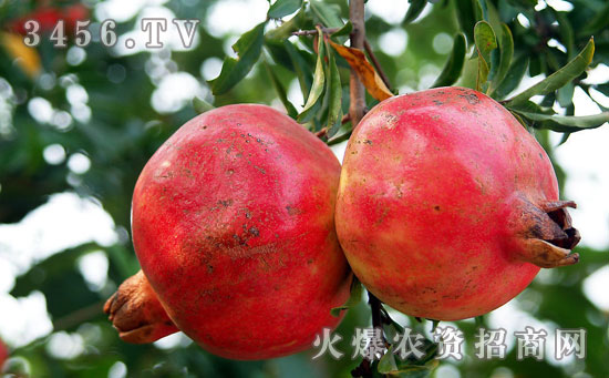 石榴籽能吃吗