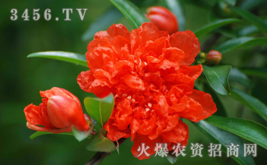 石榴花的花语