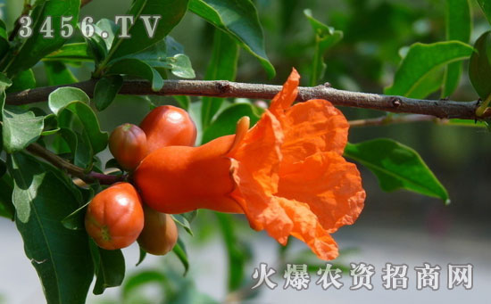石榴花的花语