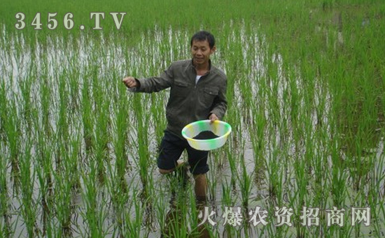 水稻返青肥的作用