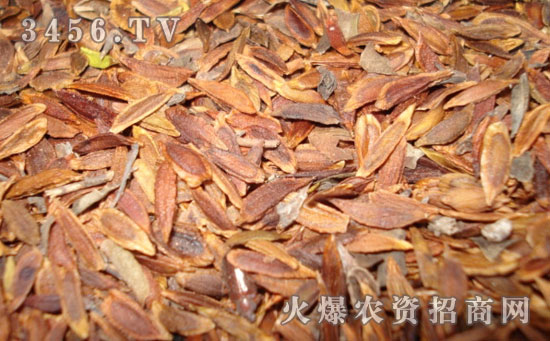 丁香花种子怎么种 