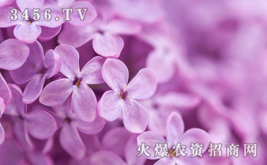 丁香花种子怎么种 