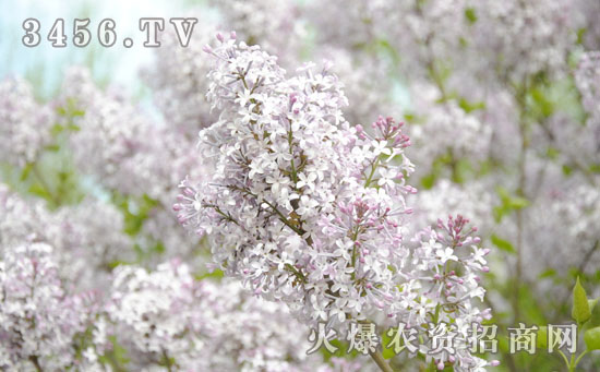 丁香花种子怎么种 