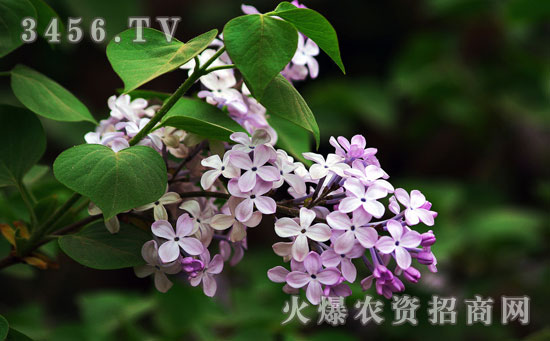 丁香花的养殖方法和注意事项