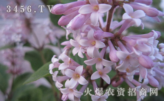 丁香花的养殖方法和注意事项