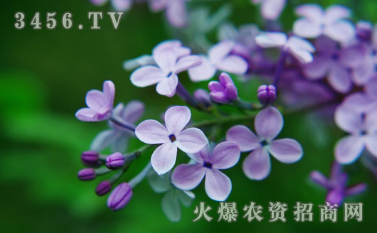 丁香花的养殖方法和注意事项