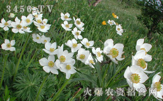 银莲花种子怎么种