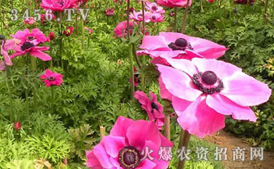银莲花种子怎么种