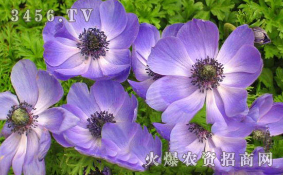 银莲花种子怎么种