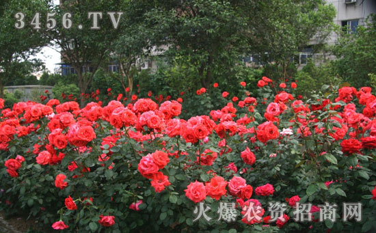 月季花怎么浇水