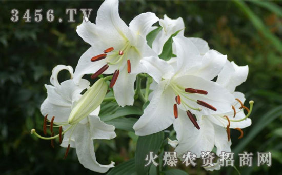 香水百合怎么繁殖