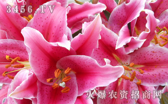 香水百合怎么繁殖