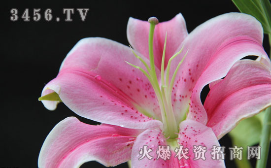 香水百合怎么繁殖